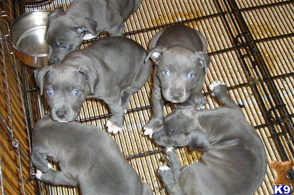 Puppies in MI